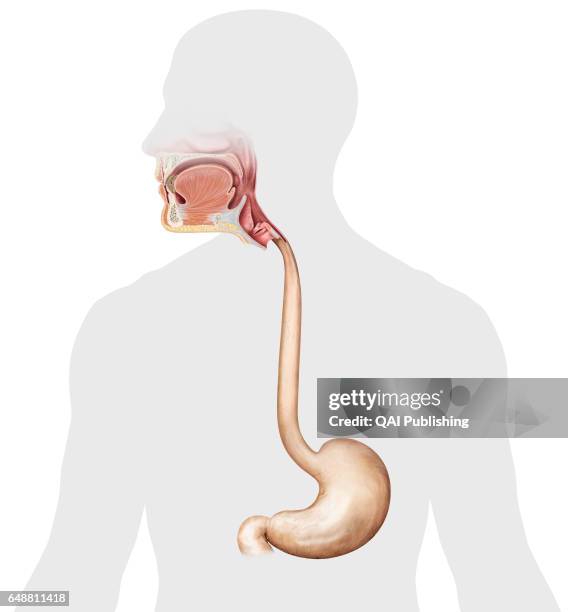Esofagus Esophagus To Stomach Anatomy