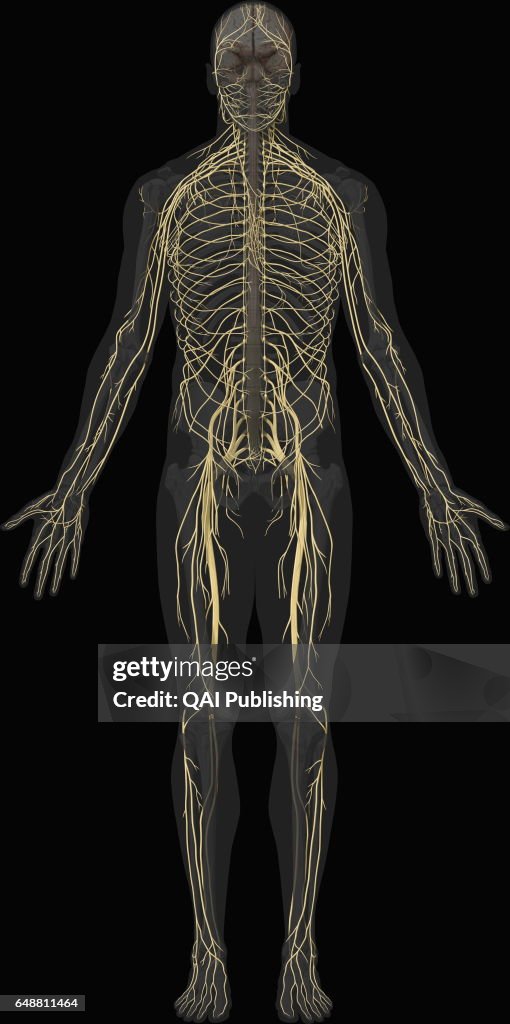 Main nerves anterior view