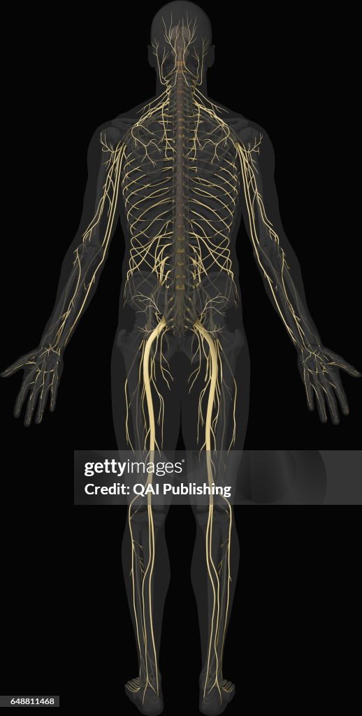 Main nerves posterior view