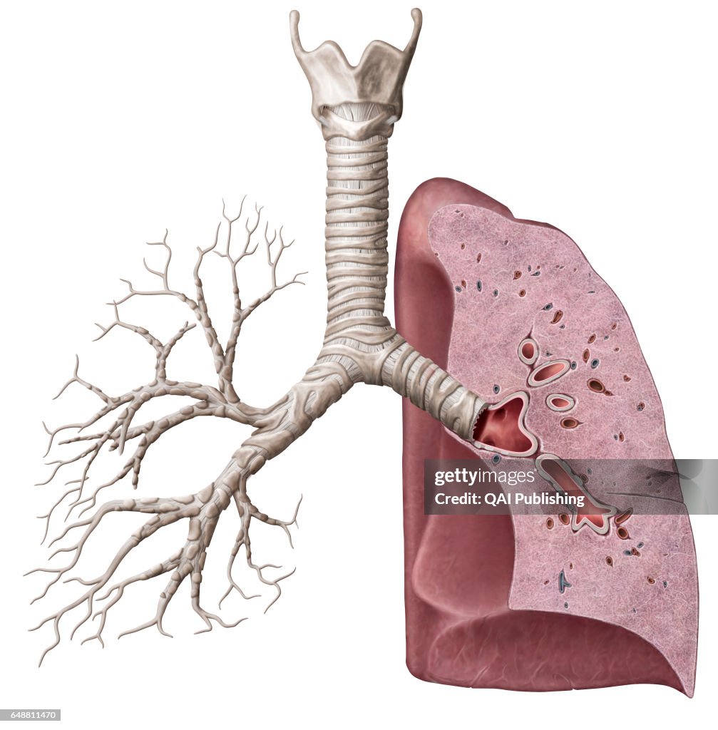 Cross section of the lungs