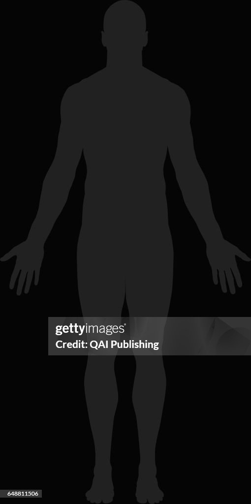 Man anterior view, This image shows an anterior view of the man