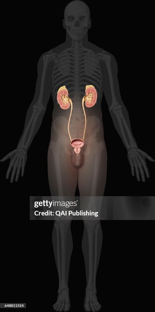 Cross section of the male organs of the urinary system