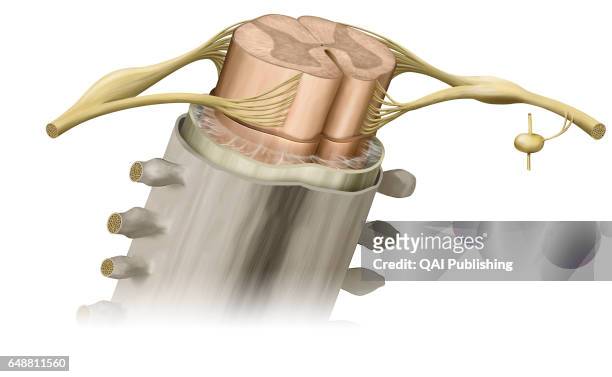 Spinal cord transversal section, The spinal cord is formed by a cord of nervous tissue more than 16 inches in length located in the vertebral canal,...