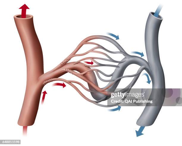 Capillary, Tiny blood vessel ensuring blood circulation between an arteriole and a venule; its wall allows exchanges between blood and the exterior...