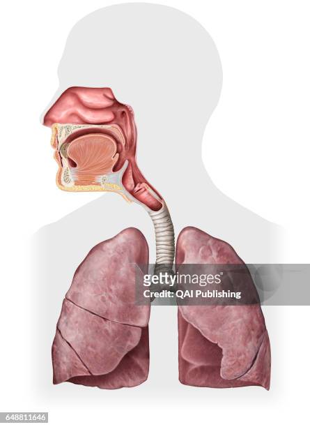 Organs of the respiratory system, This image shows the organs of the respiratory system, which are the nasal cavity, the epiglottis, the pharynx, the...
