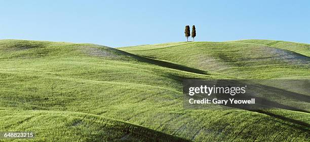 two solitary cypress trees on a grassy hillside - hill fotografías e imágenes de stock