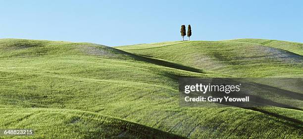 two solitary cypress trees on a grassy hillside - colline photos et images de collection