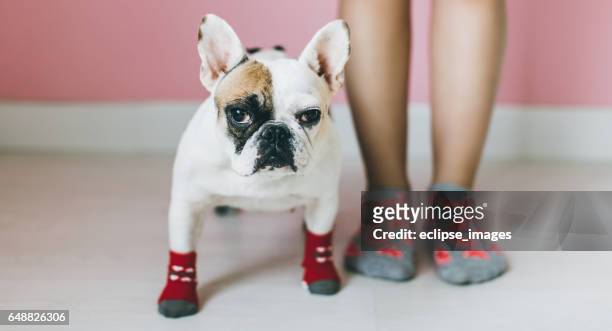 womens benen met hond naast elkaar. - bulldog stockfoto's en -beelden
