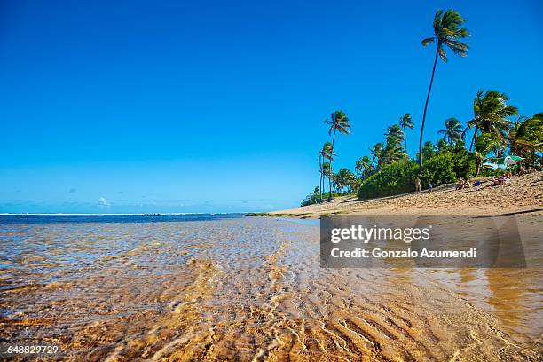 praia do forte in bahia - forte beach stock pictures, royalty-free photos & images