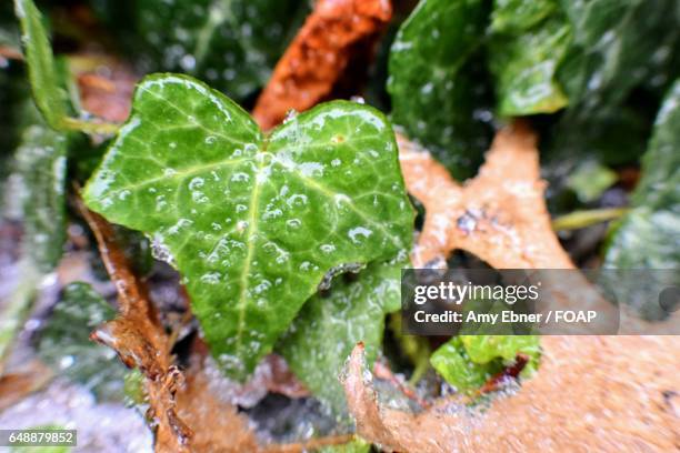 close-up of a frozen leaf - amy freeze stock pictures, royalty-free photos & images