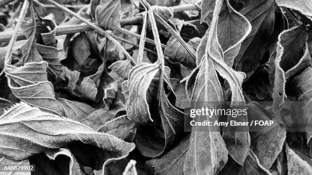 frozen leaves - amy freeze stock pictures, royalty-free photos & images