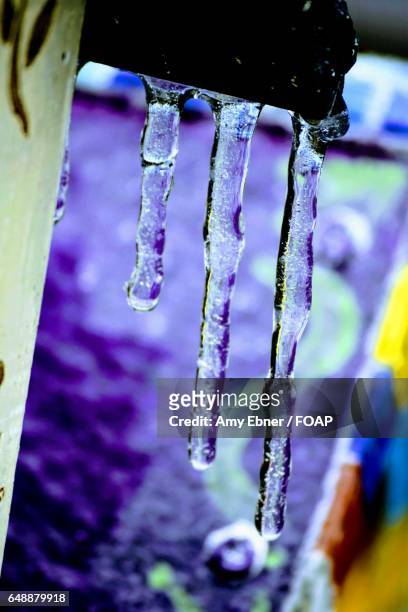 hanging icicles - amy freeze bildbanksfoton och bilder
