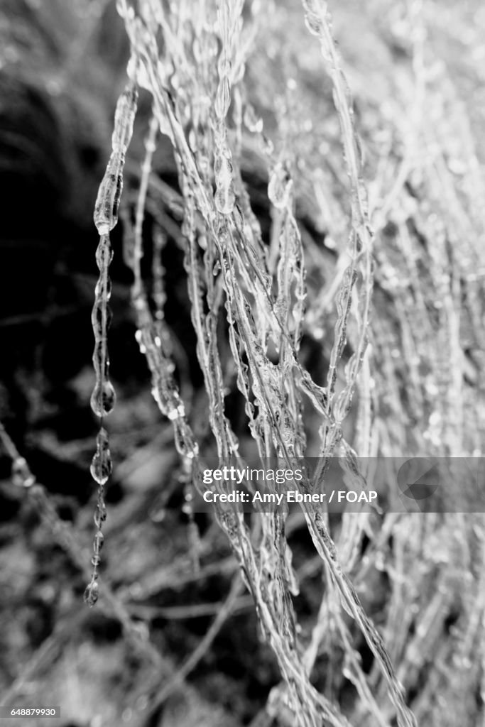 Black and white shot of frozen grass
