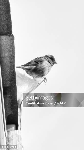 close-up of a sparrow perching - amy freeze bildbanksfoton och bilder