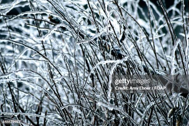 ice tree branches - amy freeze stock pictures, royalty-free photos & images