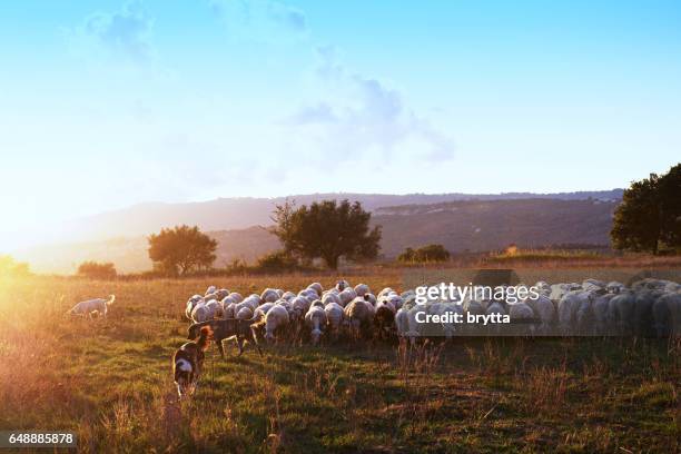 beautiful landscape during sunset  with a flock of grazing sheep and three  sheepdogs in the countryside, calabria,italy - sheep dog stock pictures, royalty-free photos & images