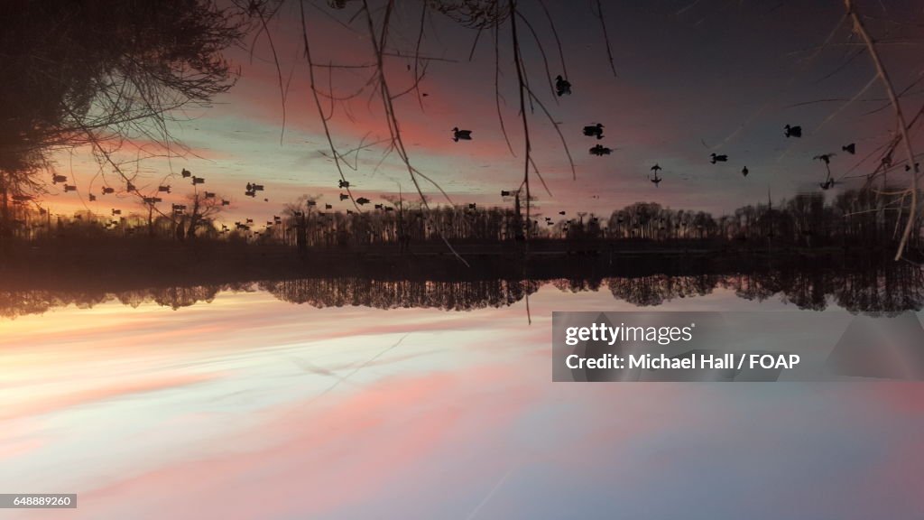 Silhouette of birds swimming in water at sunset