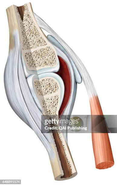 Synovial joint, Synovial joint: joint characterized by the presence of an articular capsule filled with a viscous liquid . This is the most common...