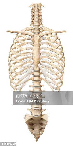 Midsection, This image shows the clavicle, ribcage, the spine, the sacrum and the coccyx.