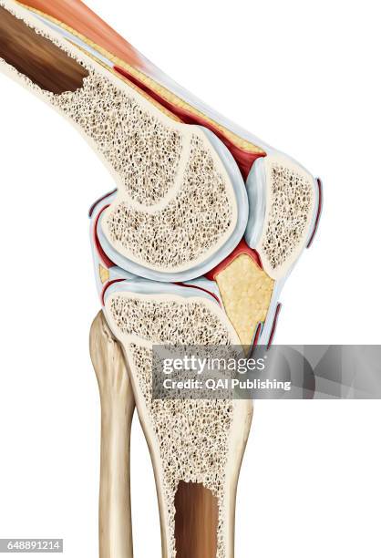 Knee joint, The synovial joint of the knee links the femur to the tibia, the fibula, and the patella. As a result, the knee refers to the area of the...