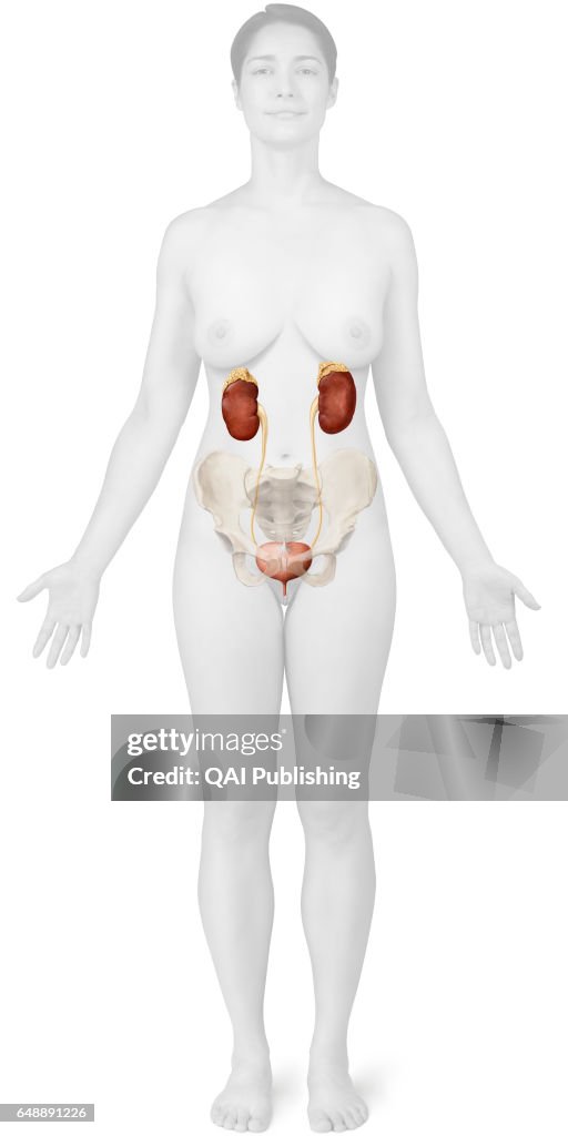 Female urinary system