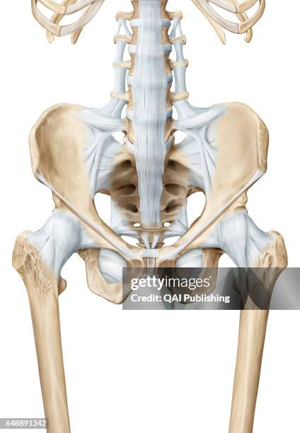 Hip anterior view, The hip is the synovial joint that connects the femur to the iliac bone. It allows for complete rotations of the hip and is also...
