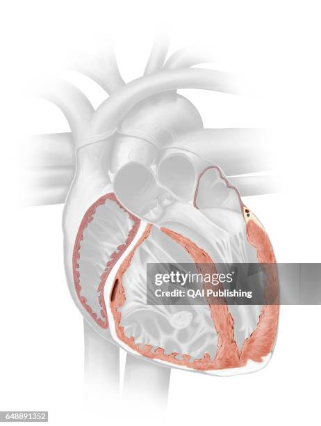 Myocardium, The myocardium consists of muscular fibers that form the thickest layer of the cardiac wall.