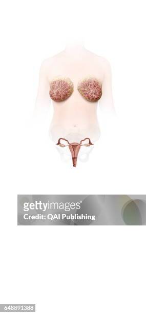 Female genital organs, The female genital system essentially comprises the internal organs located in the pelvic cavity, which is defined by the...