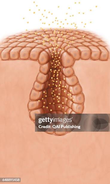 Exocrine gland, All secretory cells producing secretions released outside the body; they consist especially of salivary and sweat glands.