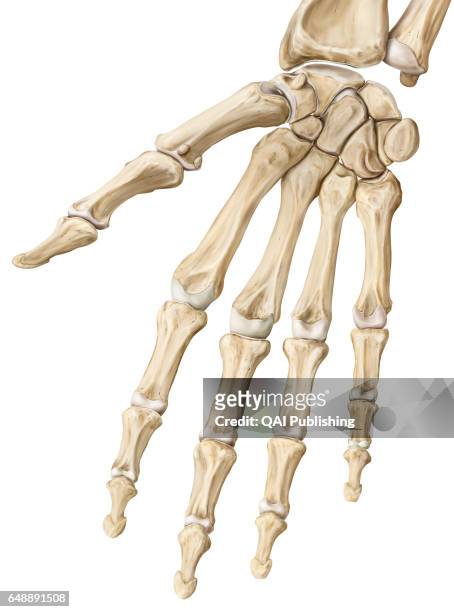 Interphalangeal joints, The interphalangeal joints are synovial joints that link the phalanxes of the fingers or the toes together. The great degree...