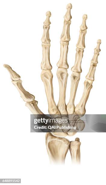 188 Function (Biology) Stock Photos, High-Res Pictures, and Images ...