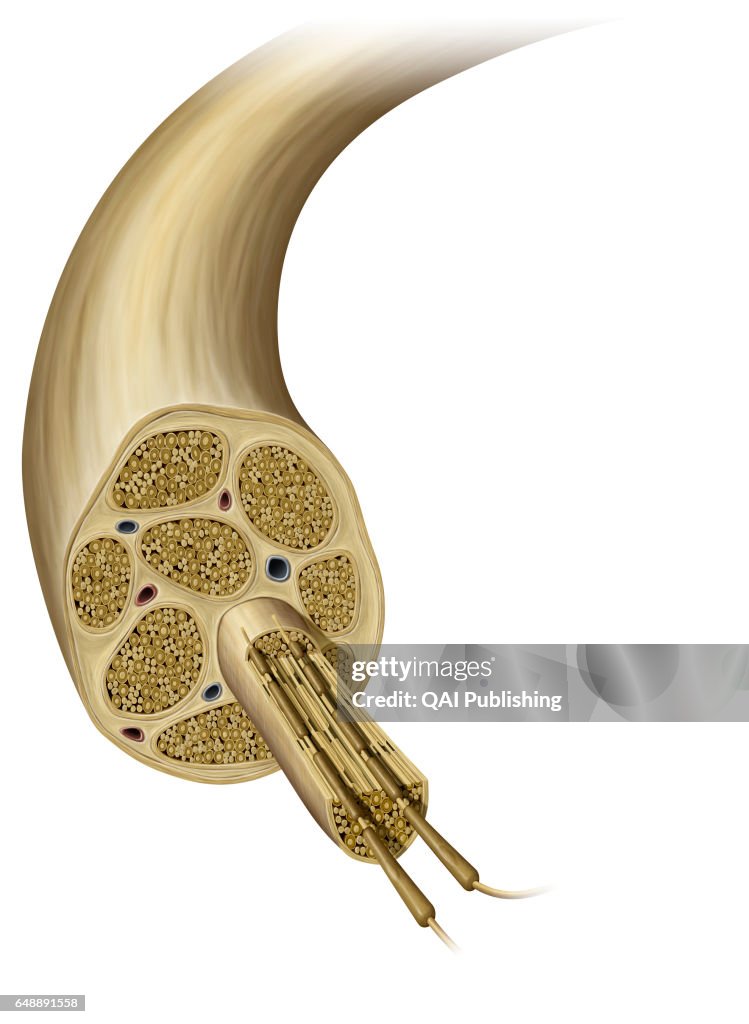 Cross section of a mixed nerve