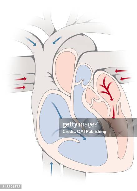 Diastole, Diastole is the period of the cardiac cycle during which the myocardium relaxes, permitting the auricles and then the ventricles to fill...