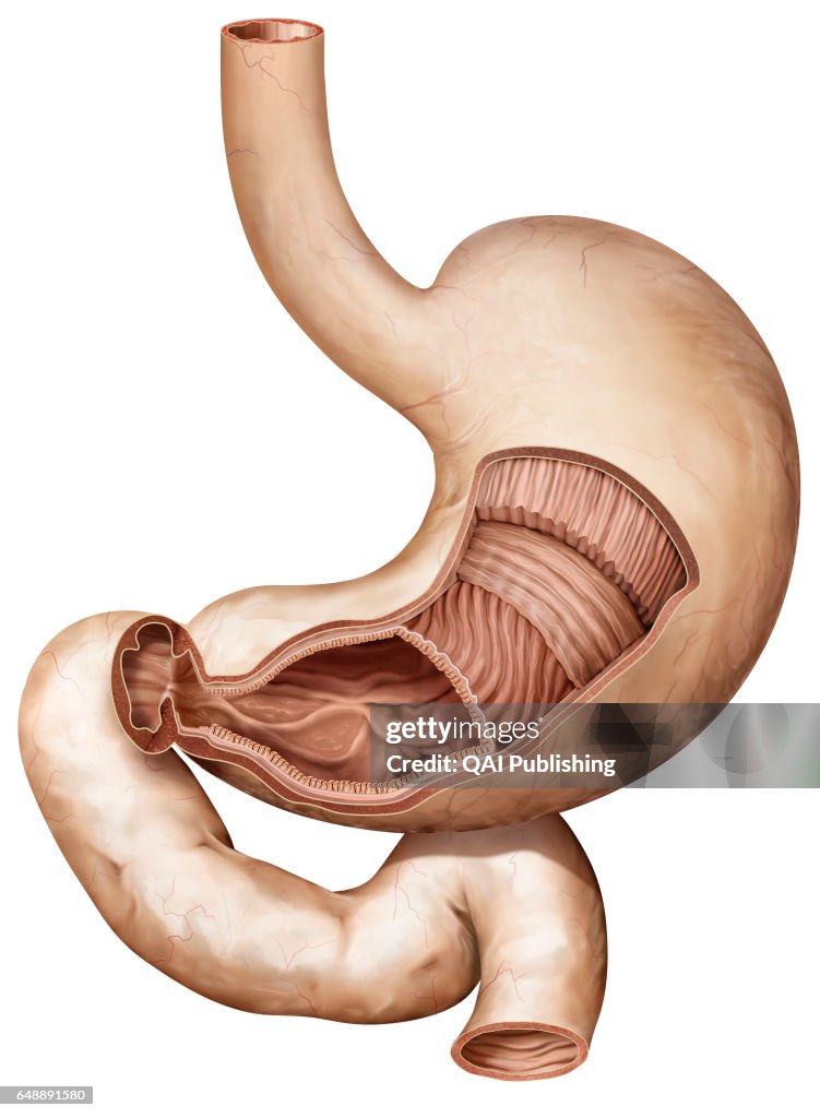 Stomach section