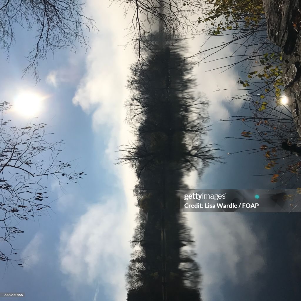 Trees reflected on the water