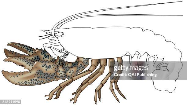 Thoracic legs of a lobster, Articulated limbs attached to the cephalothorax and having a prehensile and motor function; the first three legs bear...