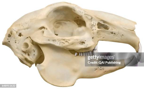 Real Rabbit Skull 49 Rabbit Skull Stock Photos, High-Res Pictures, and Images - Getty Images