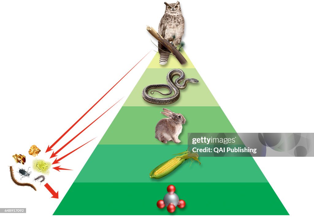Ecosystem Pyramid Insects Ecological pyramid, Representation of the distribution of organisms ...