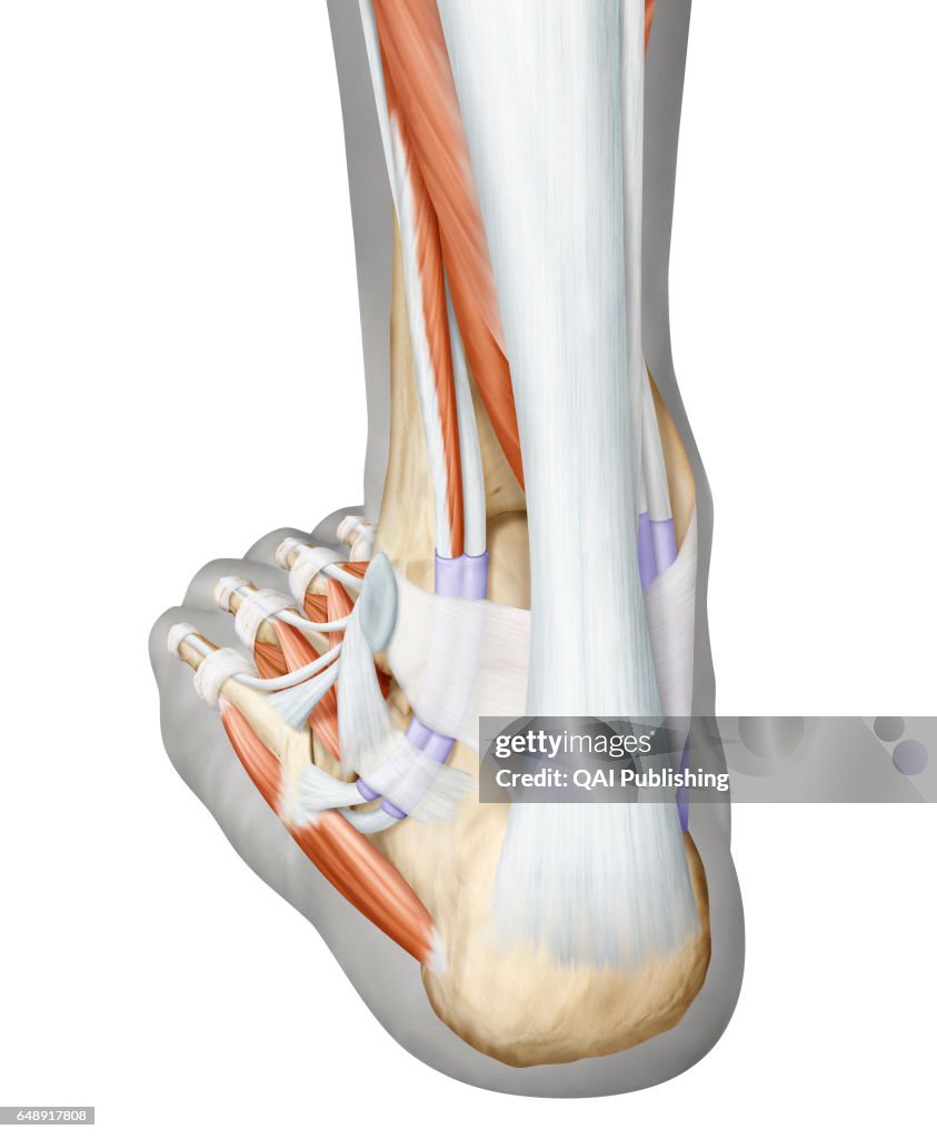 Back Feet Muscles of the foot posterior view, This image shows a posterior view ...