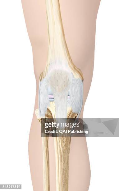 Knee joint front view, The synovial joint of the knee links the femur to the tibia, the fibula, and the patella. As a result, the knee refers to the...