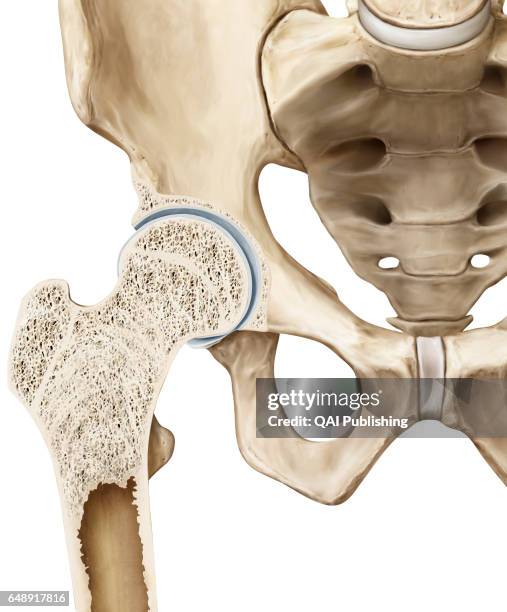 Hip, The hip is the synovial joint that connects the femur to the iliac bone. It allows for complete rotations of the hip and is also used to...