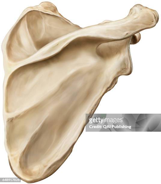 Scapula, Paired bone, triangular in shape, articulating with the clavicle and humerus; it protects the thorax and serves as the insertion point for...