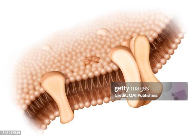Cell membrane, Bilayer of lipid molecules forming the outer surface of the cell.