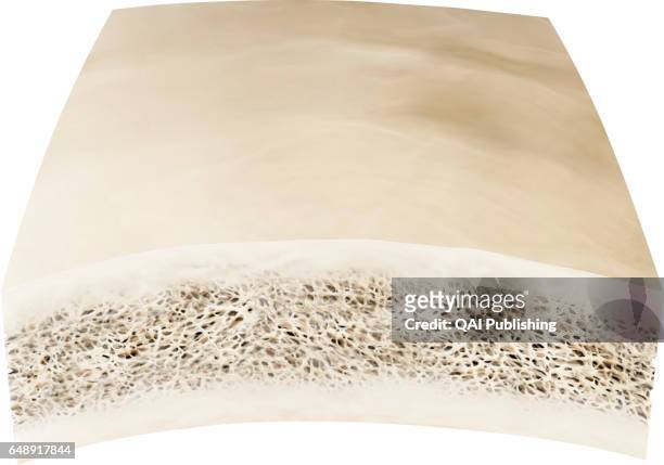 Cross section of a bone, This image shows the interior of the bone, which has a lot of spongy bone tissue.