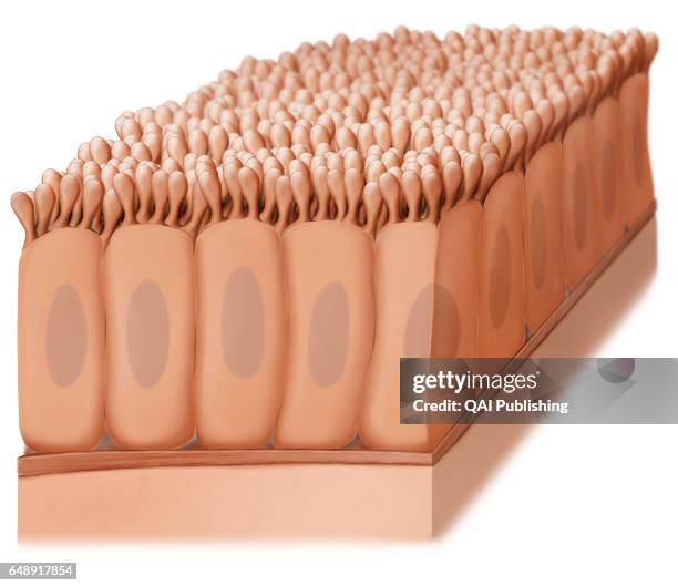 Epithelium, Tissue formed of cells organized in layers; it serves covering, secretory and protective functions.