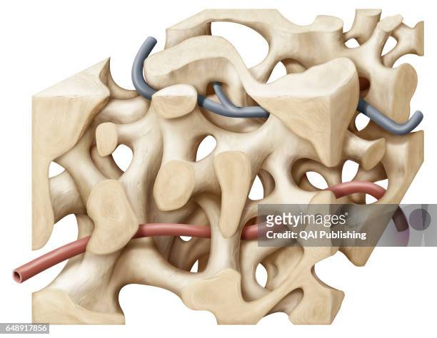 Spongy bone tissue, Tissue forming the inner part of the bone, consisting of bony cords between which blood vessels, nerve fibers and red bone marrow...