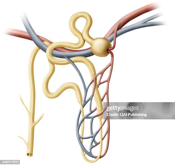 Nephron, Nephrons are the functional units of the kidneys, filtering the blood and producing urine. Each kidney contains around one million nephrons....
