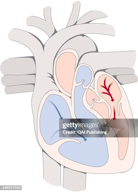 Diastole, Diastole is the period of the cardiac cycle during which the myocardium relaxes, permitting the auricles and then the ventricles to fill...