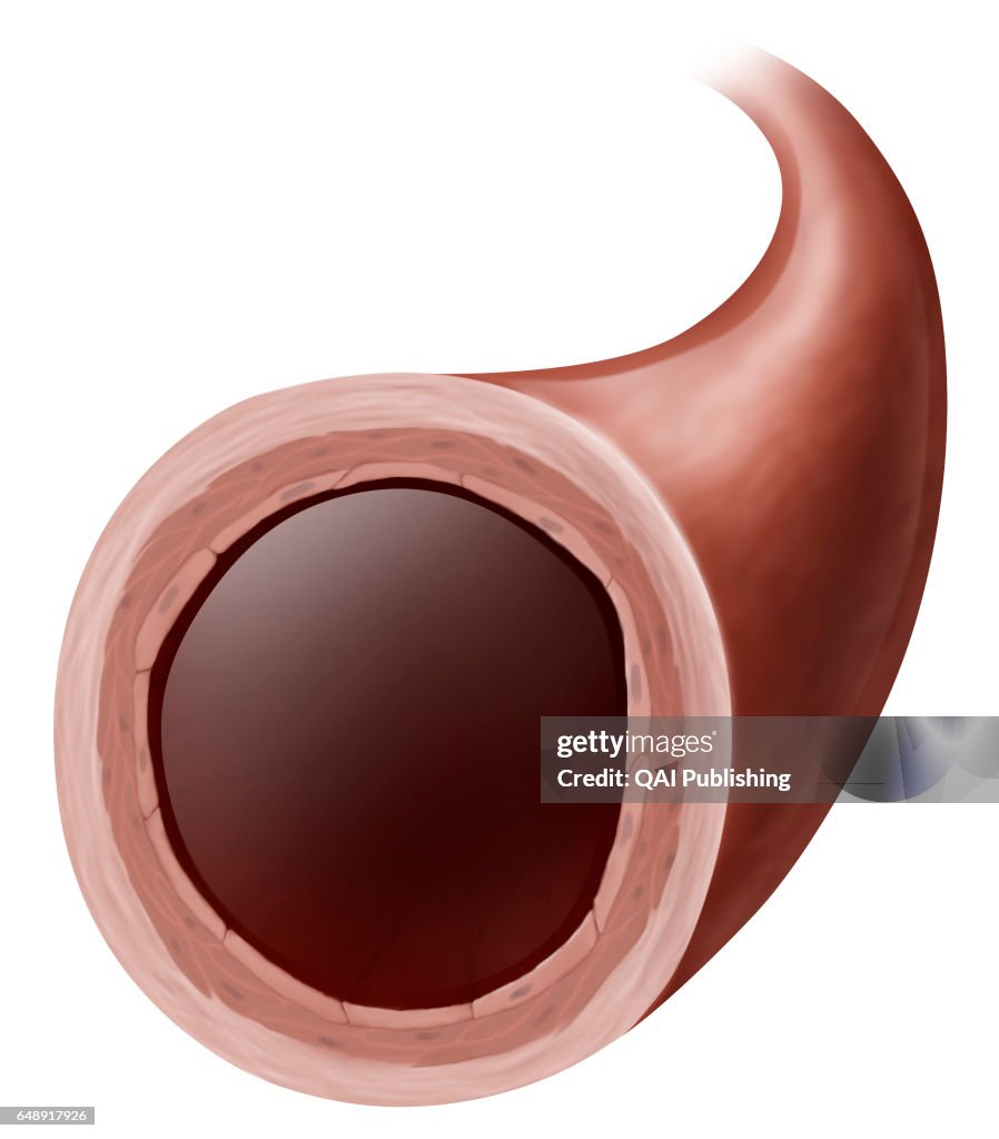 Normal vasomotoricity