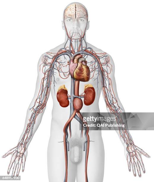 Aortic aneurysm, Aneurysms of the aorta are generally fusiform. They most often affect the section of the abdominal aorta located below the renal...